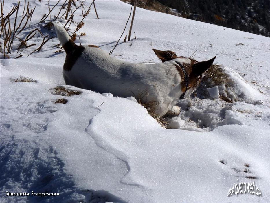 28 TEDDY SI DIVERTE CON LA NEVE.JPG